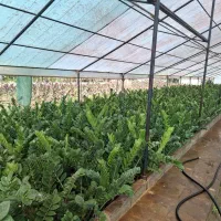 مشاوره گل وگیاه و باغ