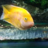 جفت گیری ماهی پرت با تگزاس|ماهی|میاندوآب, |دیوار