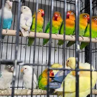 کوتوله رنگی|پرنده|زاهدان, |دیوار