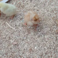 ج گلپایگان  محلی 10 روزه