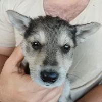 واگذاری رایگان نژاد گرگی