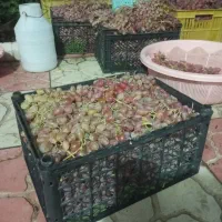 فروش انگور کلاه داری ارگانیک دیم واقعی