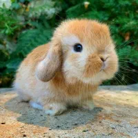 خرگوش اصیل لوپ مینیاتوری واکسن خورده و تربیت شده|موش و خرگوش|مشهد, احمدآباد|دیوار