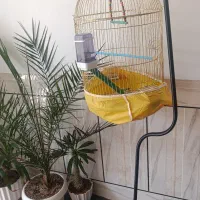 عروس هلندی لوتینو دستی