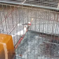 فنچ مولد با جوجه