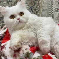 گربه پرشین فروشی