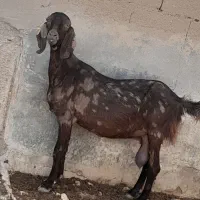 فروشی