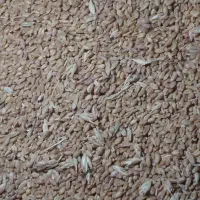 گندم درجه یک هم بزرمال داریم هم ساده قیمت هم توافق|عمده‌فروشی|چناران, |دیوار