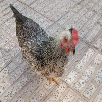 مرغ دستی دارم اسمش جوجو دستی برا فروش