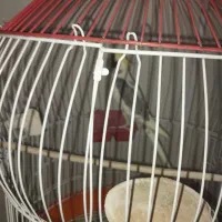 پرنده عروس هلندی|پرنده|رشت, جماران|دیوار