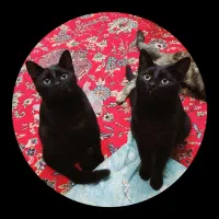 سلام بچه گربه ها و گربه ها رایگان واگذار میشه|گربه|رشت, حمیدیان|دیوار