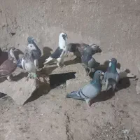 انواع کبوتر|پرنده|کرمان, |دیوار