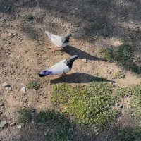کفتر یا کبوتر
