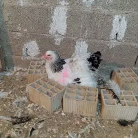 تخم برهما لایت غول پیکر|حیوانات مزرعه|سنگر, |دیوار