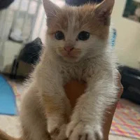 واگذاری گربه