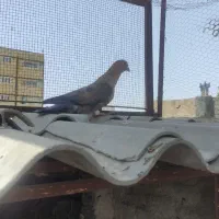 کبوتر موشی پرشی