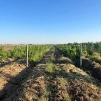 باغ انگور داربستی با سهم آب دائم و سند رسمی|فروش دفتر صنعتی، کشاورزی، تجاری|الوند, |دیوار