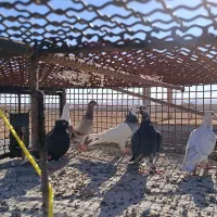 چنتا پرنده پرشی|پرنده|اسفراین, |دیوار