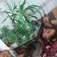 نهارخوری ۶ نفره بزرگ