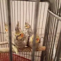 عروس هلندی|پرنده|ری, ظهیرآباد|دیوار