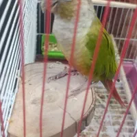 گیرینچیک همراه با قفس