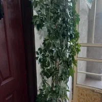 گل شفلرا بسیار زیبا ۳متر