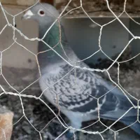 پلاکی|حیوانات|اصفهان, ارغوانیه|دیوار