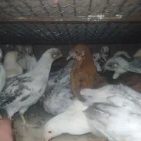 جوجه|حیوانات مزرعه|رودخانه, |دیوار