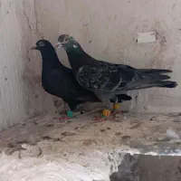 دوتا کفتر صید معاوضه هم دارم