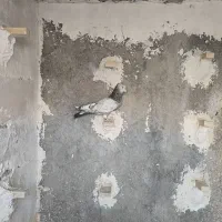 کبوتر|پرنده|شیراز, شهرک گلها|دیوار