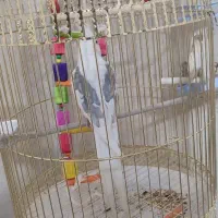 عروس هلندی آلبینو نر