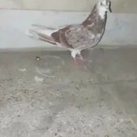 کبوتر رفته|پرنده|خرمدره, |دیوار