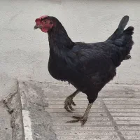 مرغ محلی اصل اصل تخمگذار