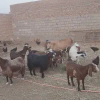 ۱۶ راس بز دو رگه|حیوانات مزرعه|باشتین, |دیوار