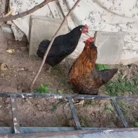 مرغ