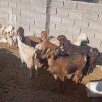 فروش گوسفند