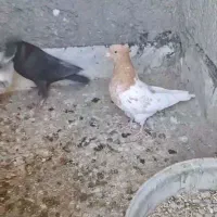 ۲۰ کفتر قیمت مناسب