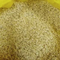 برنج عنبربو