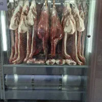 بیخسکار مرغ