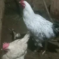 فروش ۶عدد بوقلمون ویک خروس|حیوانات مزرعه|شبستر, |دیوار