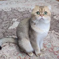 گربه اسکاتیش