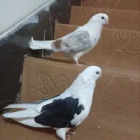 دوکت|پرنده|مبارکه, |دیوار