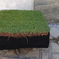 سبزه|گل و گیاه طبیعی|کوهدشت, |دیوار