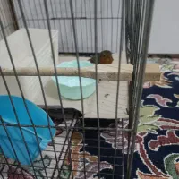 سهره|پرنده|پلدختر, |دیوار