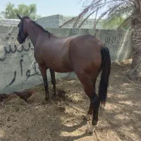 اسب مادیان ابستن|اسب و تجهیزات اسبسواری|بند زرک, |دیوار