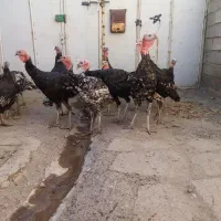 فروش بوقلمون نر|حیوانات مزرعه|میاندوآب, |دیوار