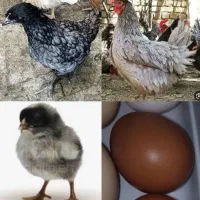 آیسبار فرانسوی  بهترین و کمیاب ترین نژاد تخمگذار