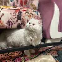 گربه نر اسکاتیش داری بخون