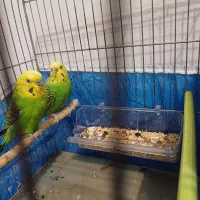 مرغ عشق مولد