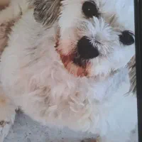 واگذاری سگ شیتزو